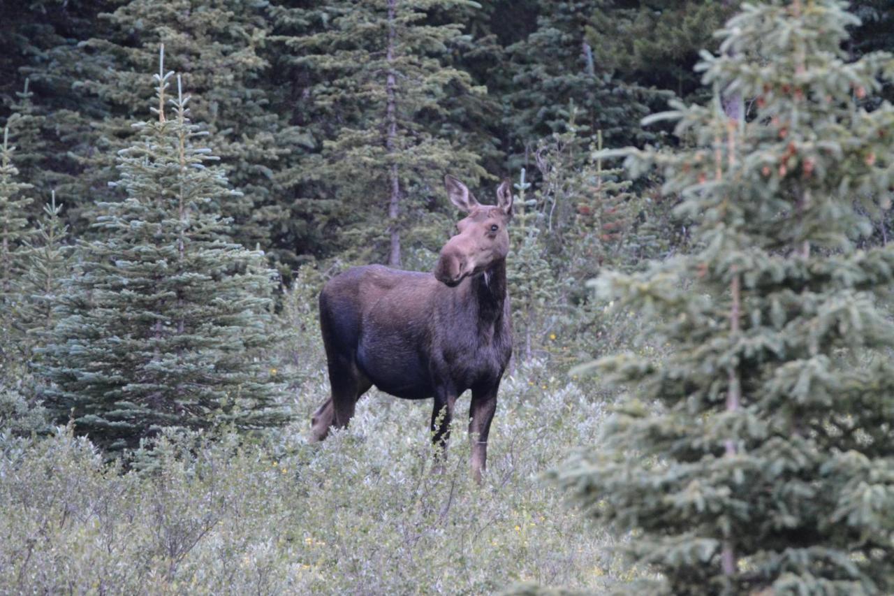 Newly Renovated Grizzly Lodge, Spacious 3Br 2Ba With Open Pool, Hot Tub Canmore Eksteriør billede